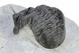 Morocconites Trilobite Fossil - Ofaten, Morocco #251432-2